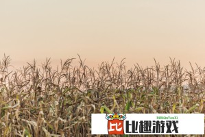 中文字幕人乱码中文修复教程，轻松搞定字幕显示异常