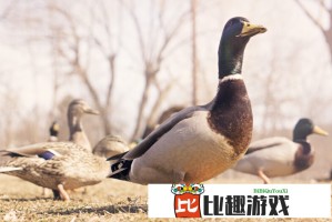 女子炸ATM机计划失败 引爆炸弹意外自爆身亡现场曝光