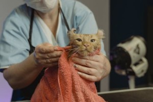 黄多多补全四花引热议，网友：这才是真正的星二代！