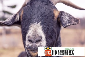 疯狂追星酿惨剧 女生冲向行驶车辆被撞倒送医