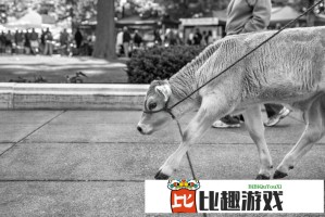 震惊！男友为陪韦雪放弃读研，背后真相令人动容
