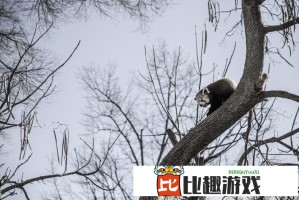 俄乌伊斯坦布尔直接会谈即将开始