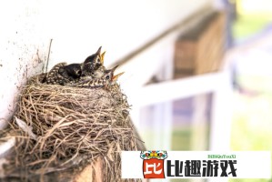 腿法女王伽罗ちゃんが全面解析：技能连招与实战技巧